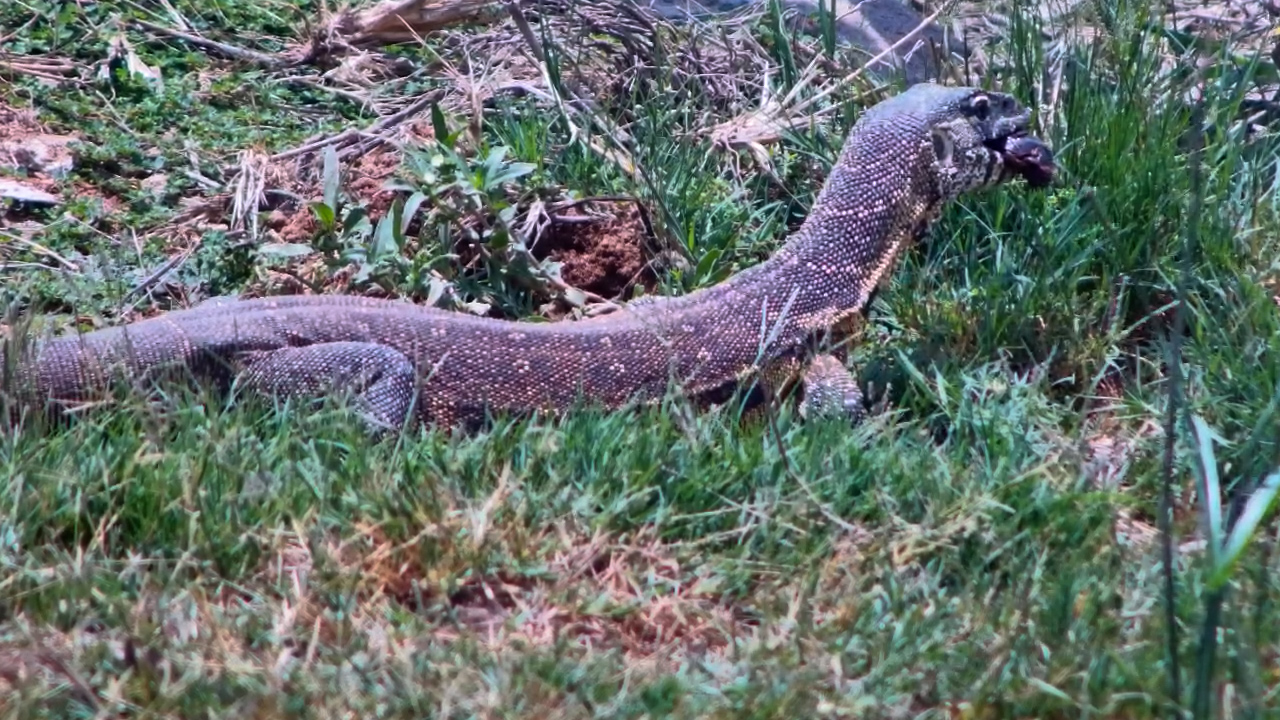 Hungry Lizard Searches the Waterhole Banks