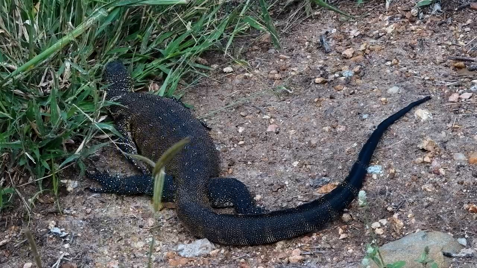 Nile Monitor by the Waterhole