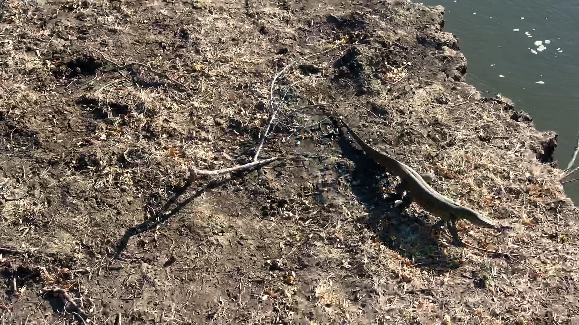 This Monitor Lizard Meant Business