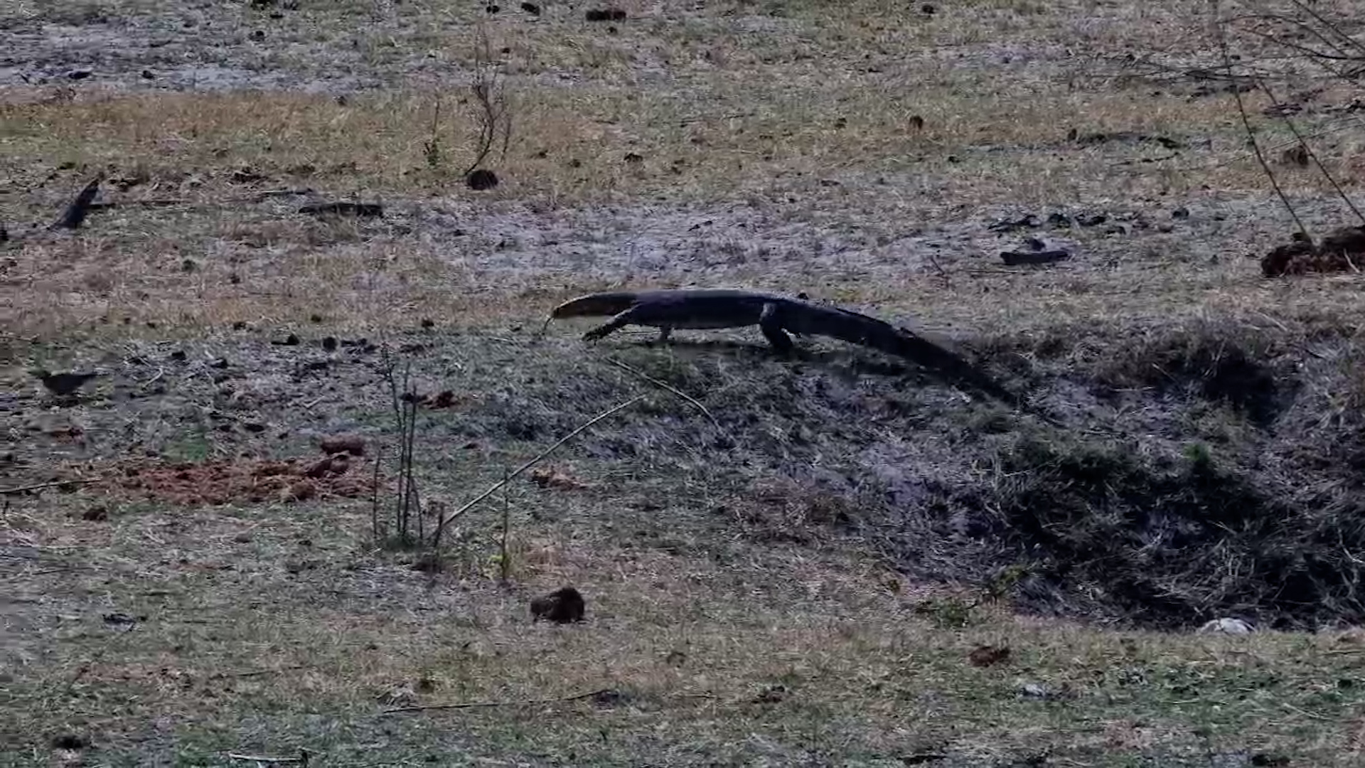 Monitor Lizard Sneaks Around Like It Owns the Place