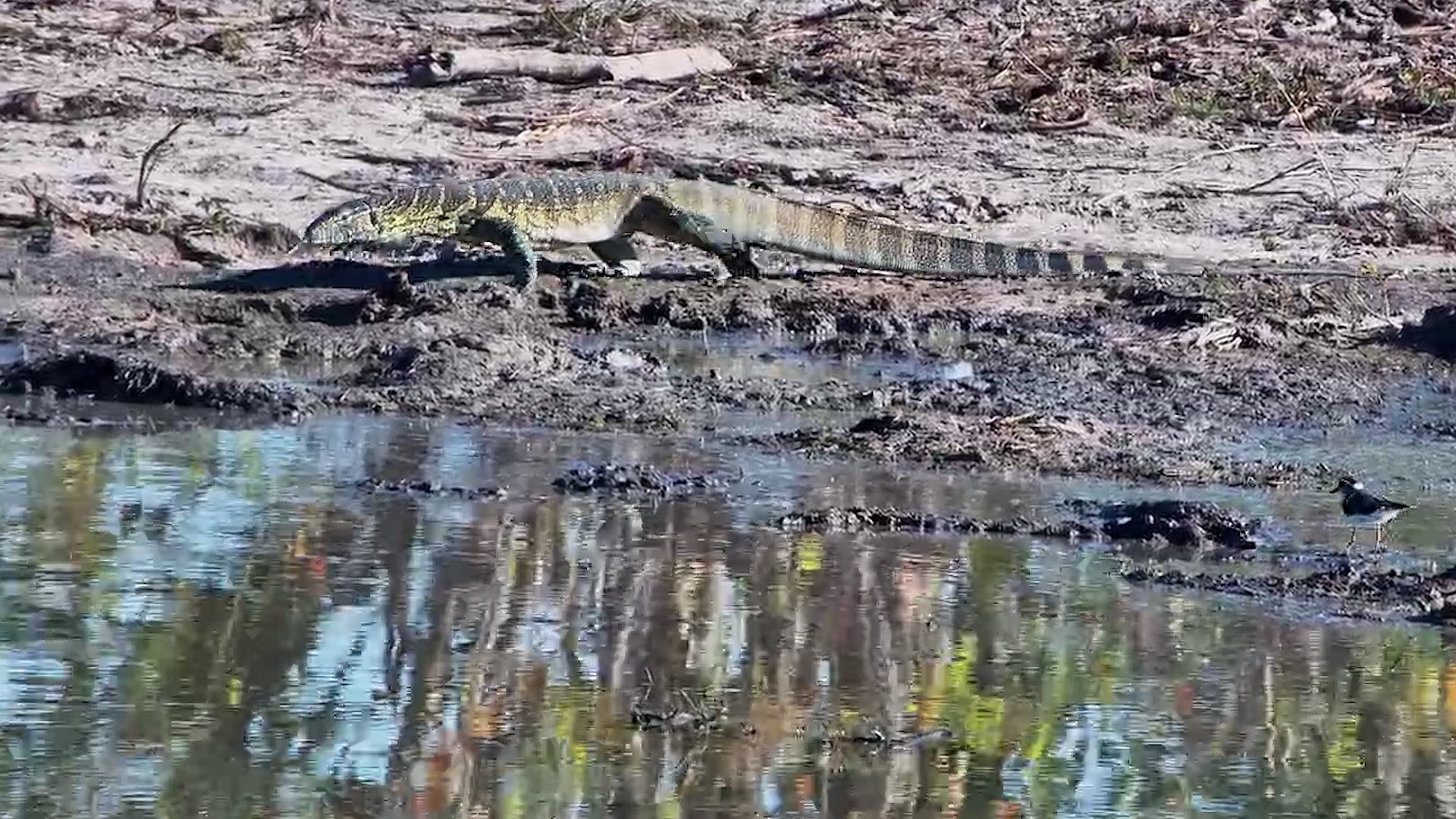 A Monitor Lizard Searches for Its Next Meal