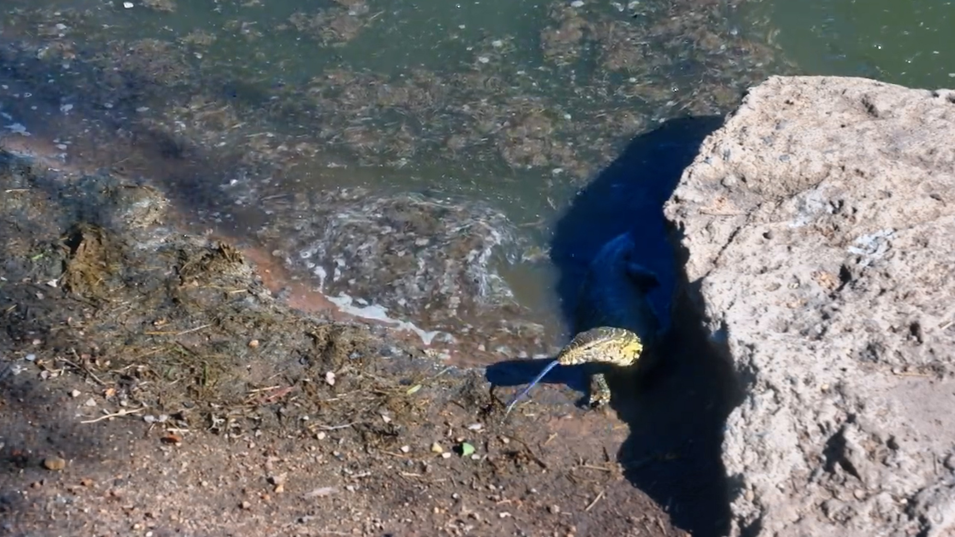 Monitor Lizard Patrols the Shallows