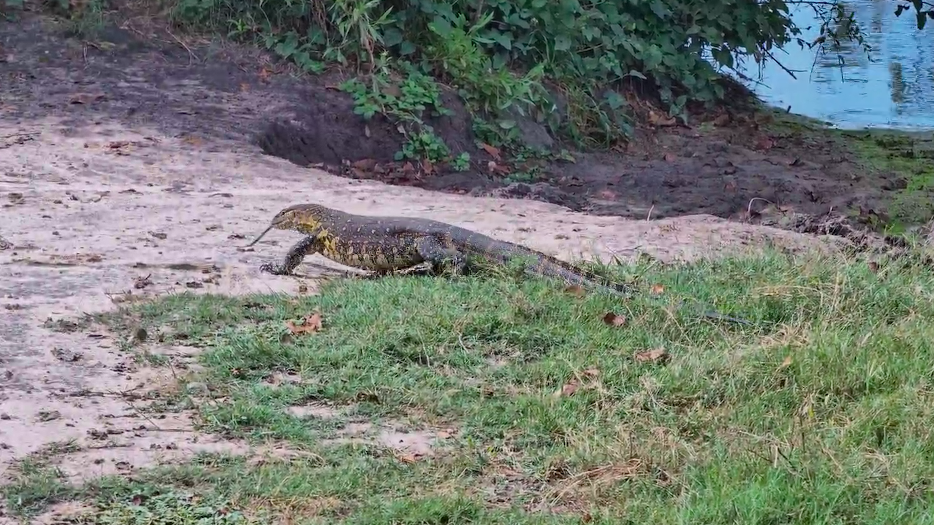 Nile Monitor at Twin Pan