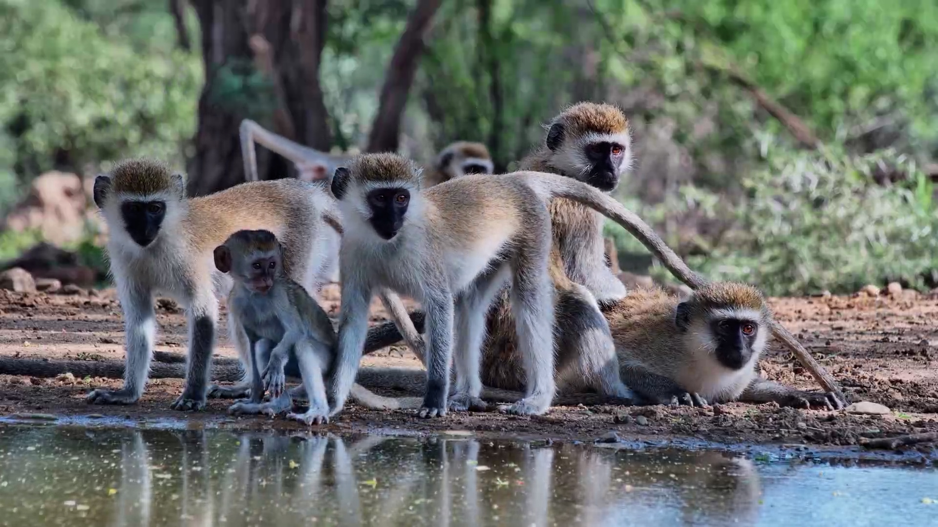 Monkey Mischief at the Waterhole!