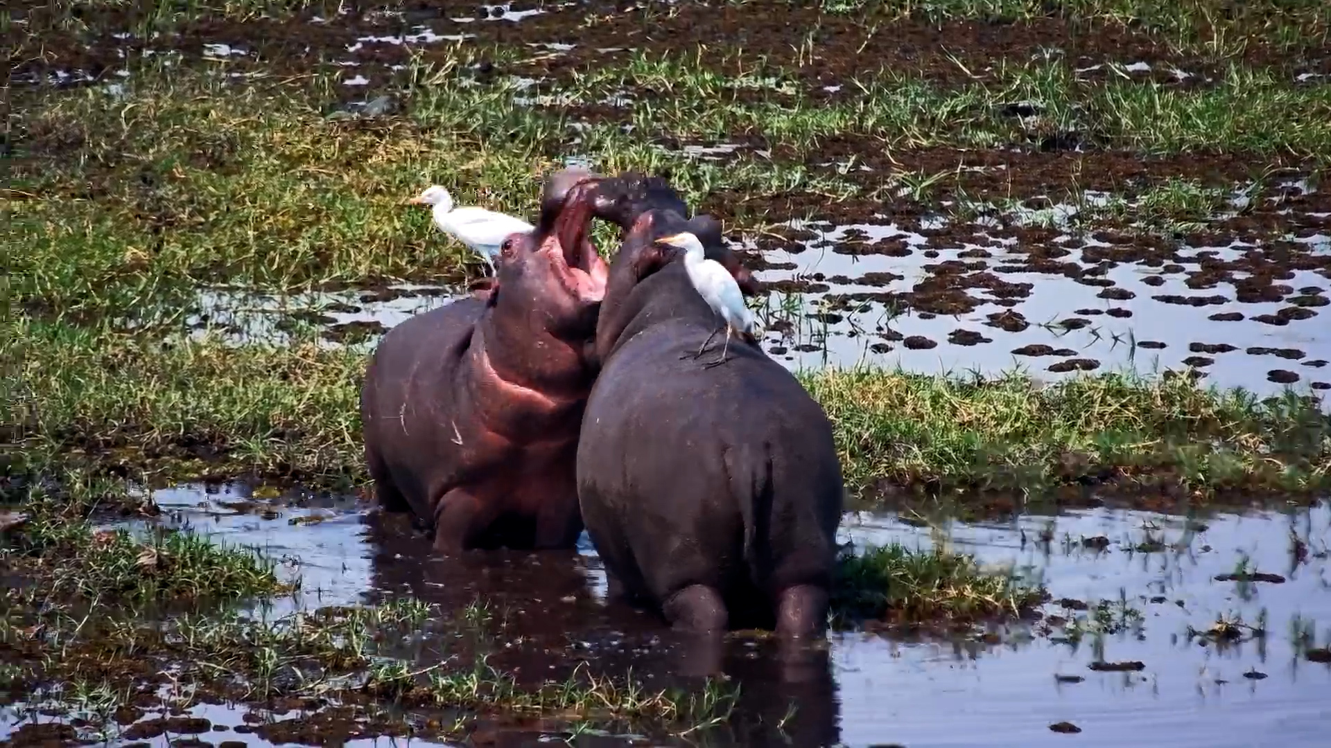 Hippo Fun: Youngsters Test Their Strength in the Water