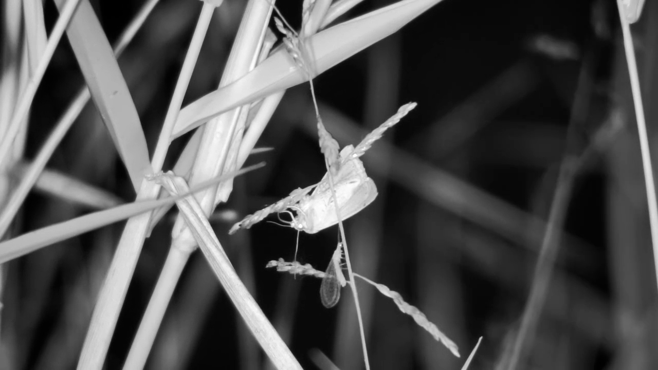 Night Belongs to the Bugs