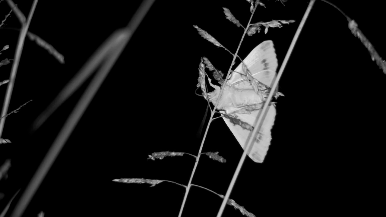 Moth Feeding Quietly After Dark