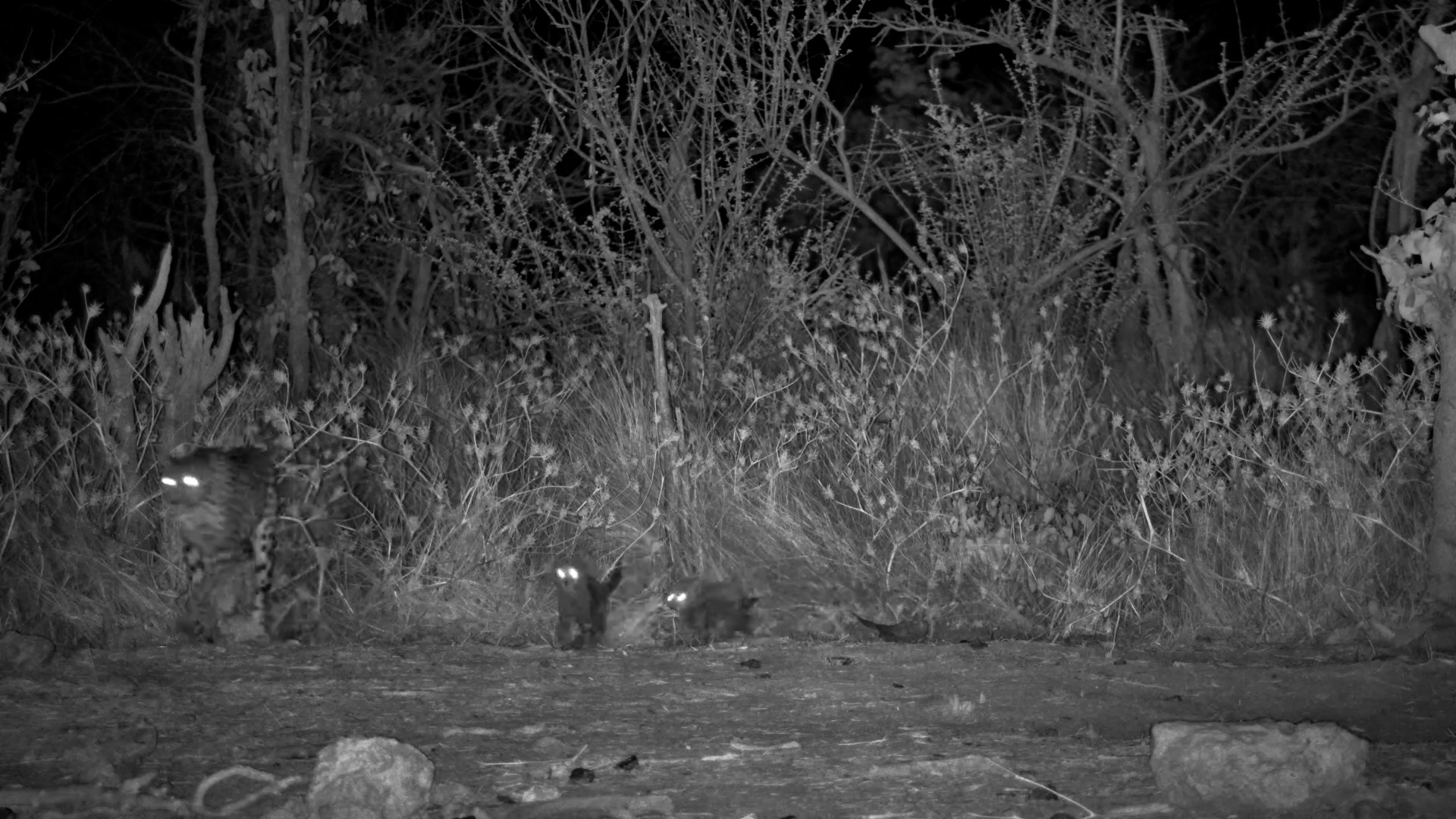 Cheetah Mom’s Secret Visit | Cubs Stay Hidden in the Bush