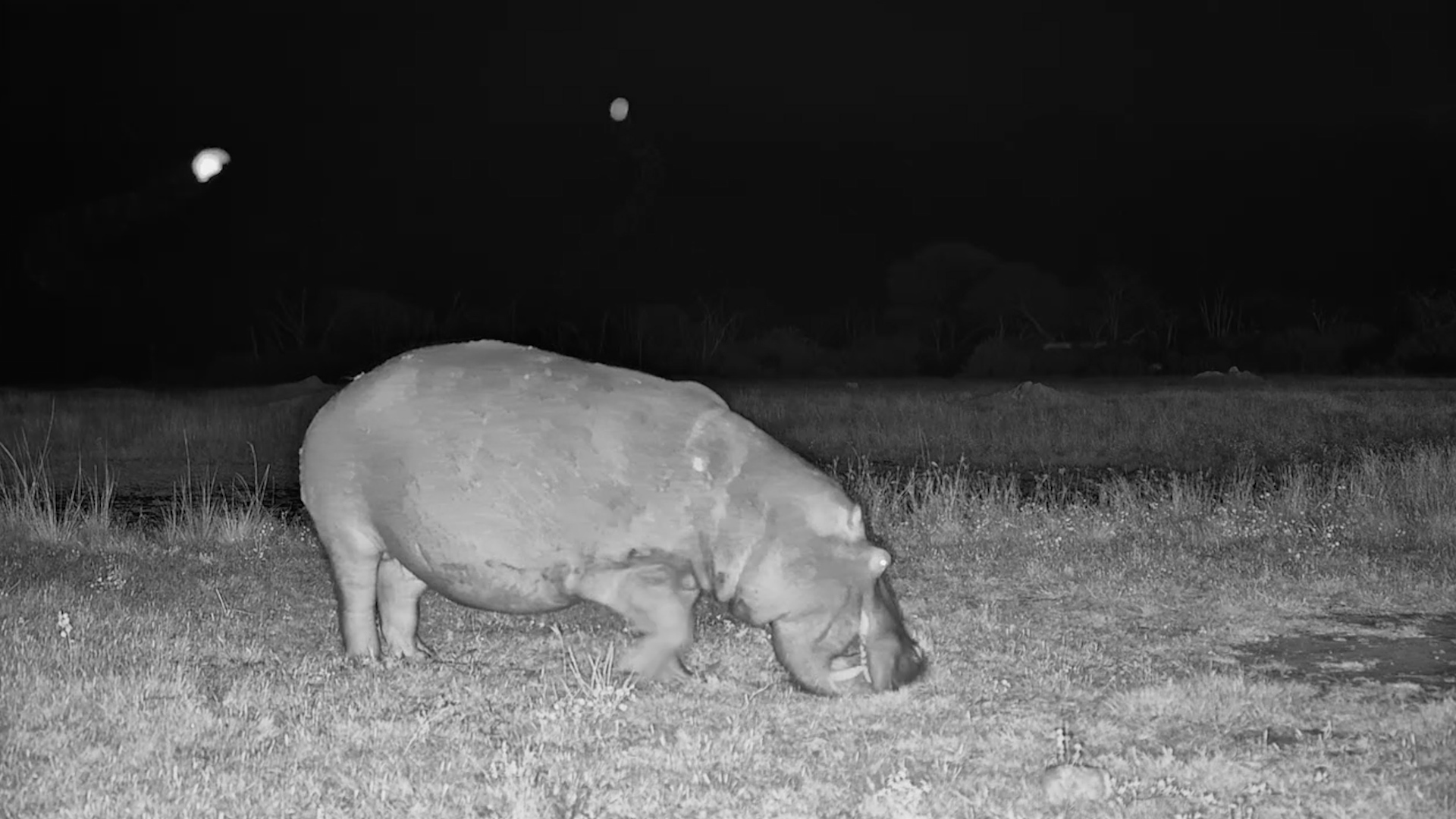 Moto Moto The Hippo, Out For The Night