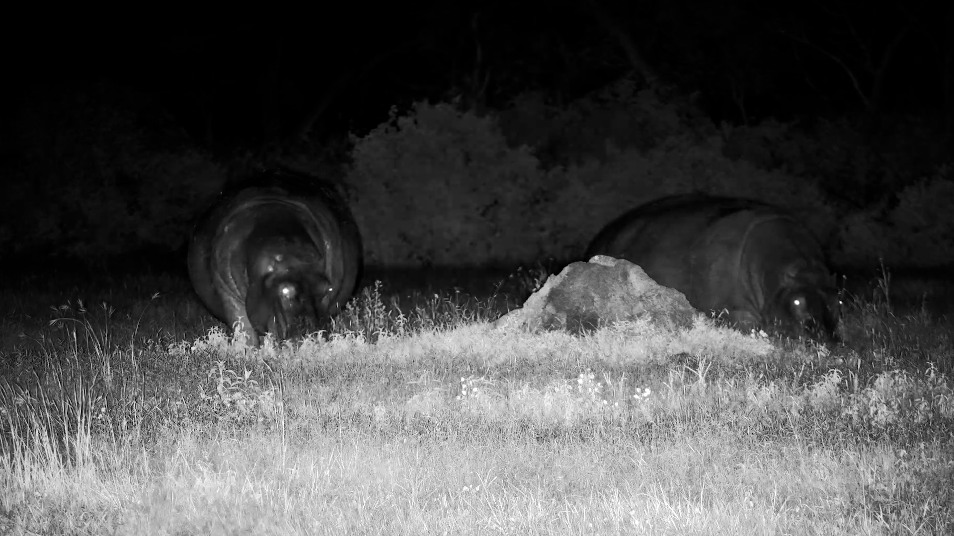 Hippo Couple’s Quiet Evening