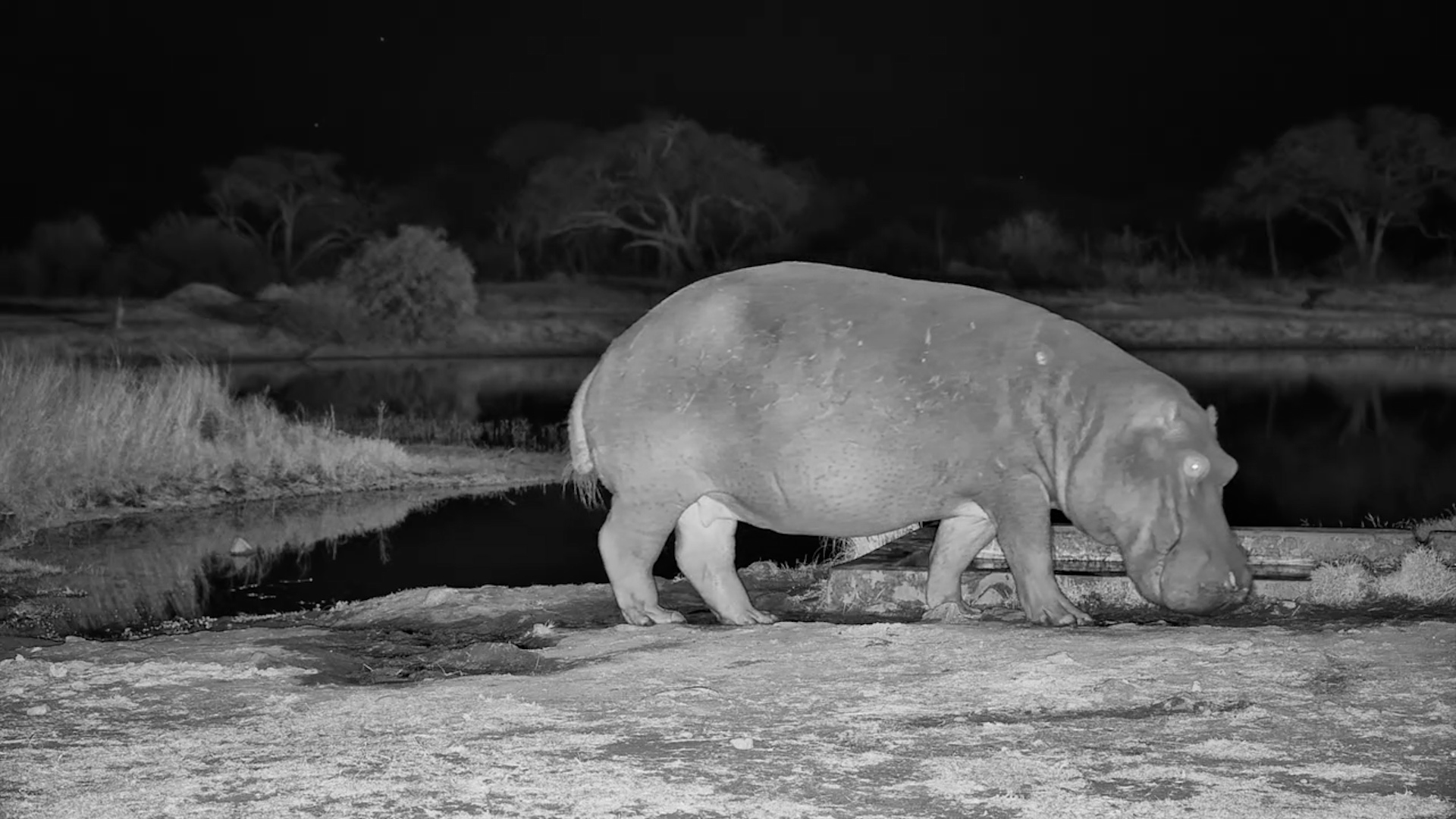 Moto Moto Steps Out for a Quick Slurp