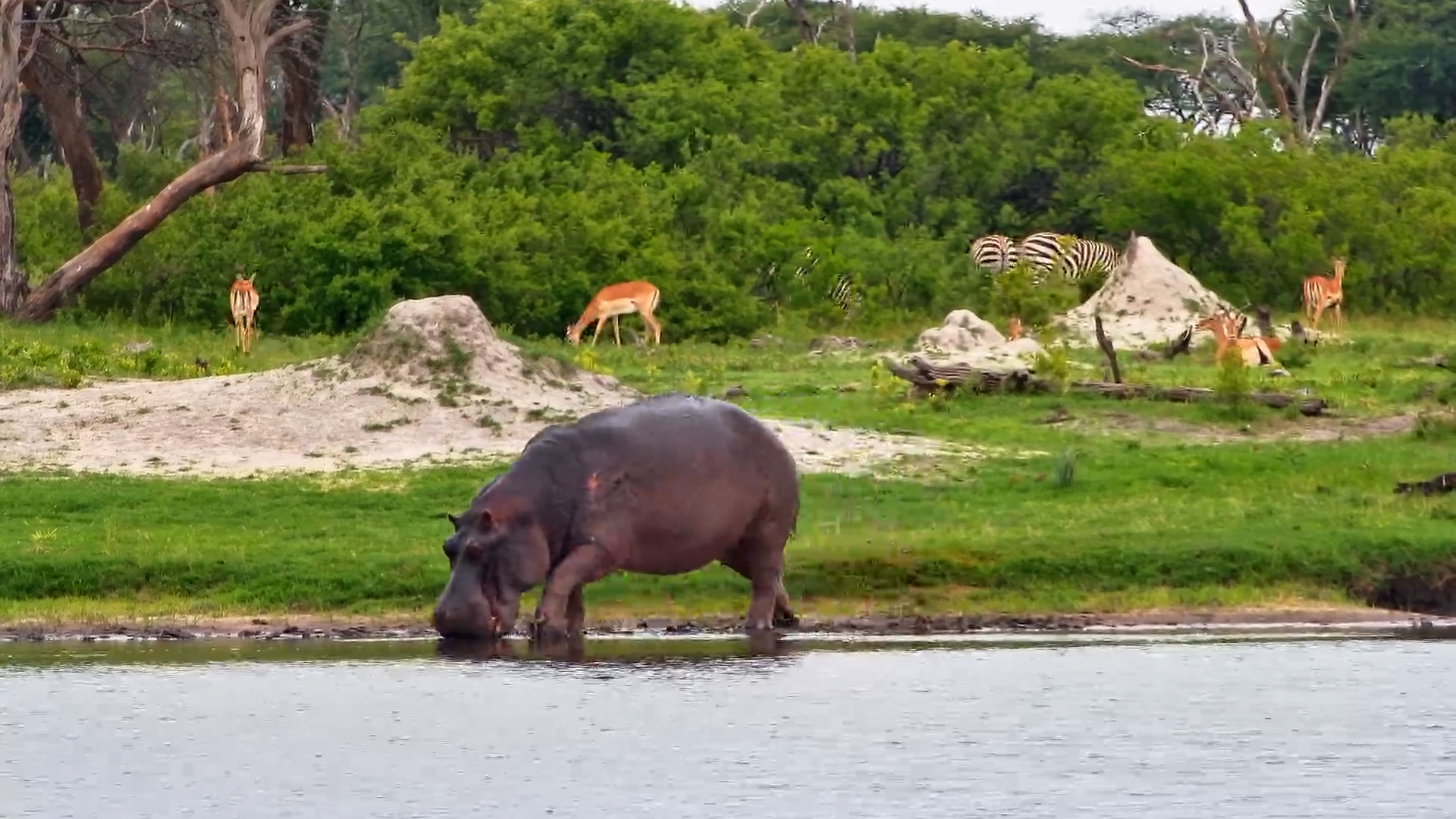 Moto Moto the Hippo Snacks & Then Submerges to Cool Off