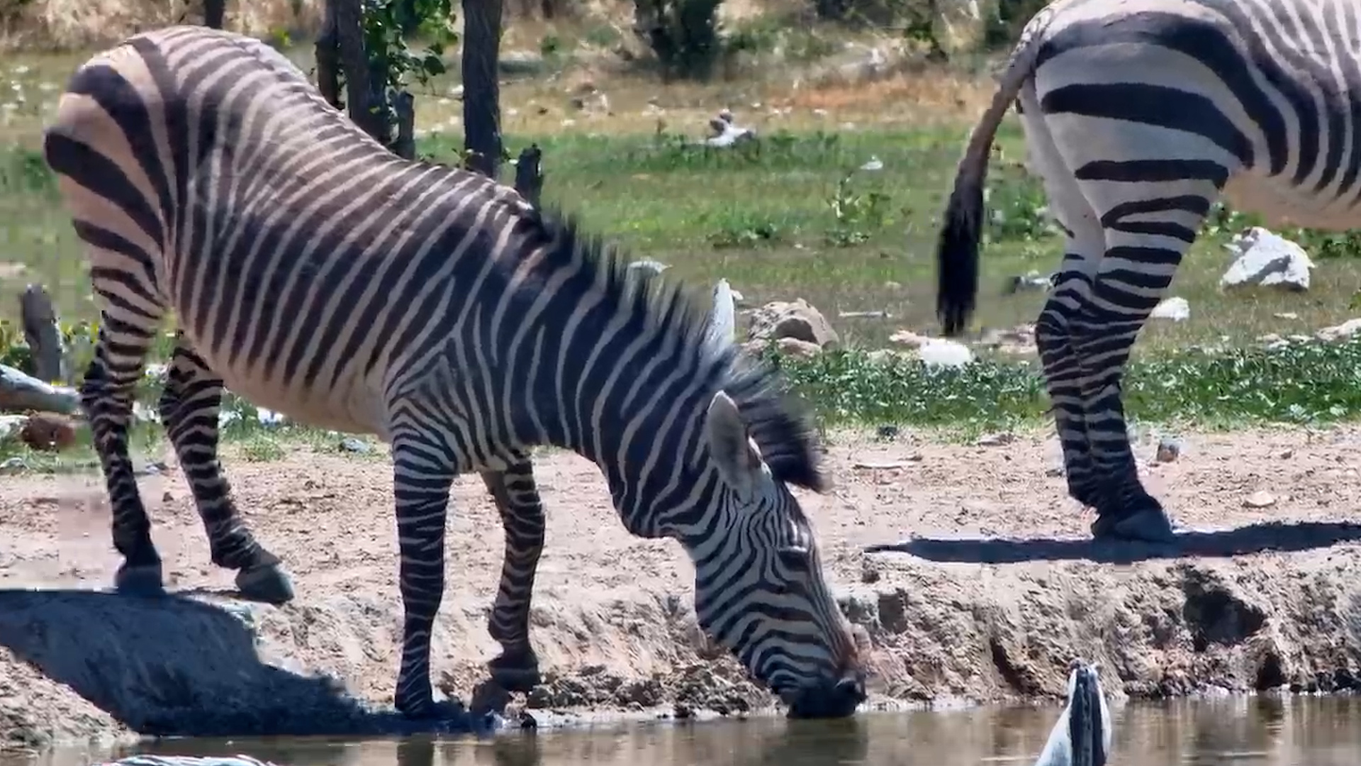 Mountain Zebras Drinking at Safarihoek