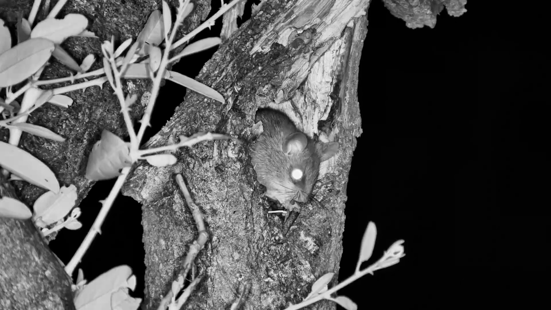 Mara Mouse Feeding Time