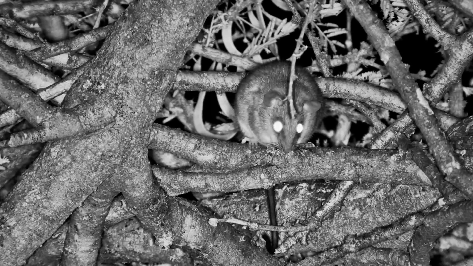 Little Rodent Spotted in the Tree