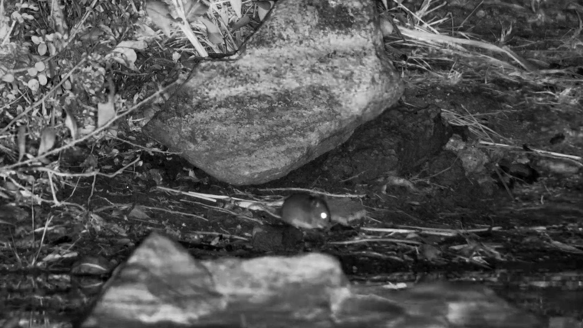 Tiny Field Mouse Sneaks In for a Midnight Snack