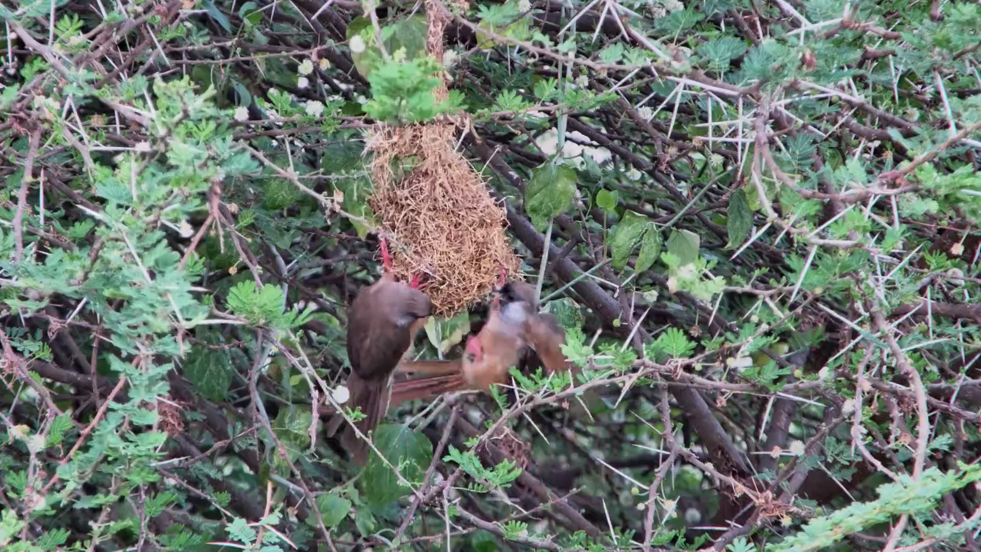 Mousebirds Peck at Weaver’s Nest