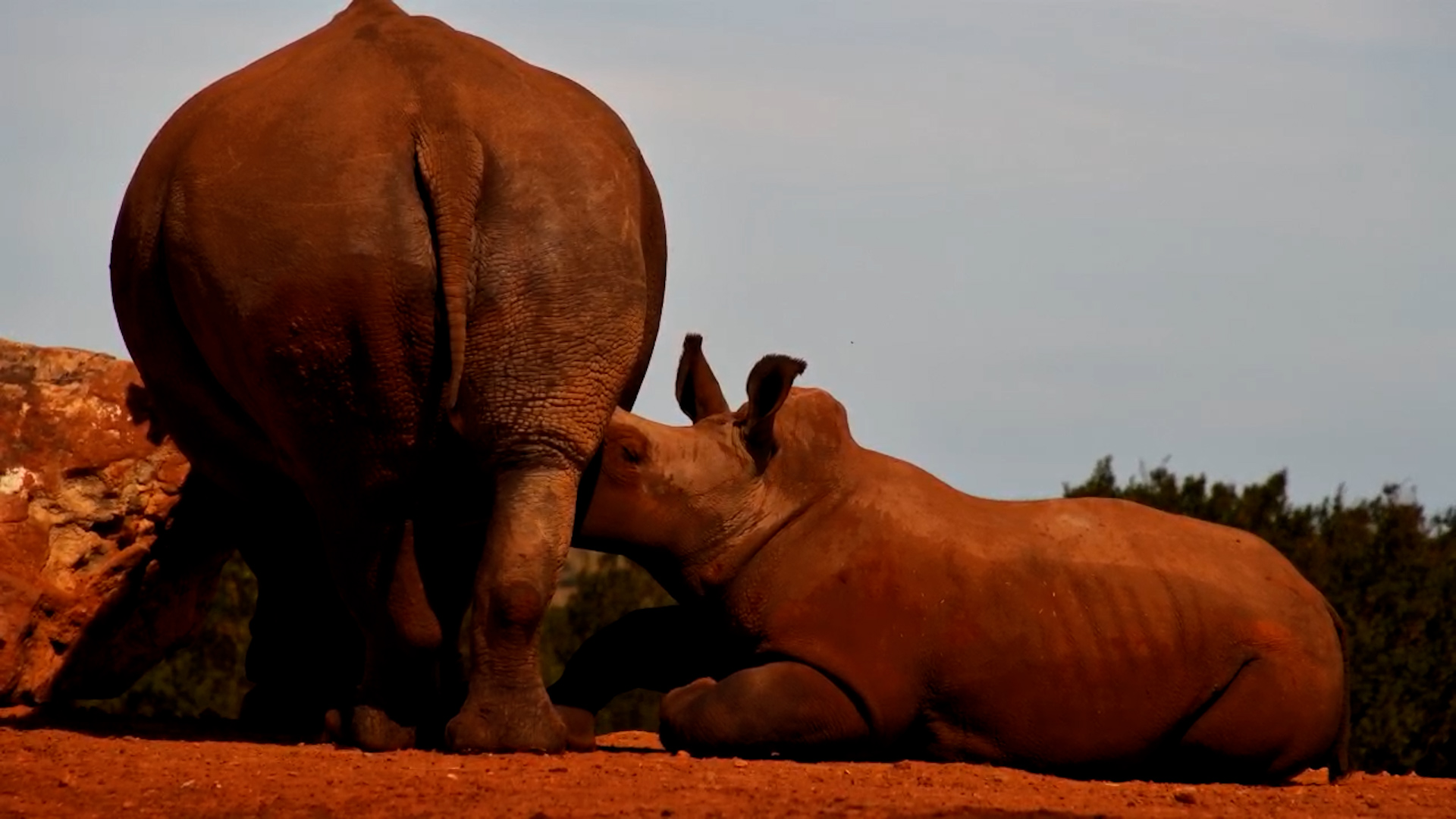 Mud & Relaxation: Rhino Wallowing at Founders