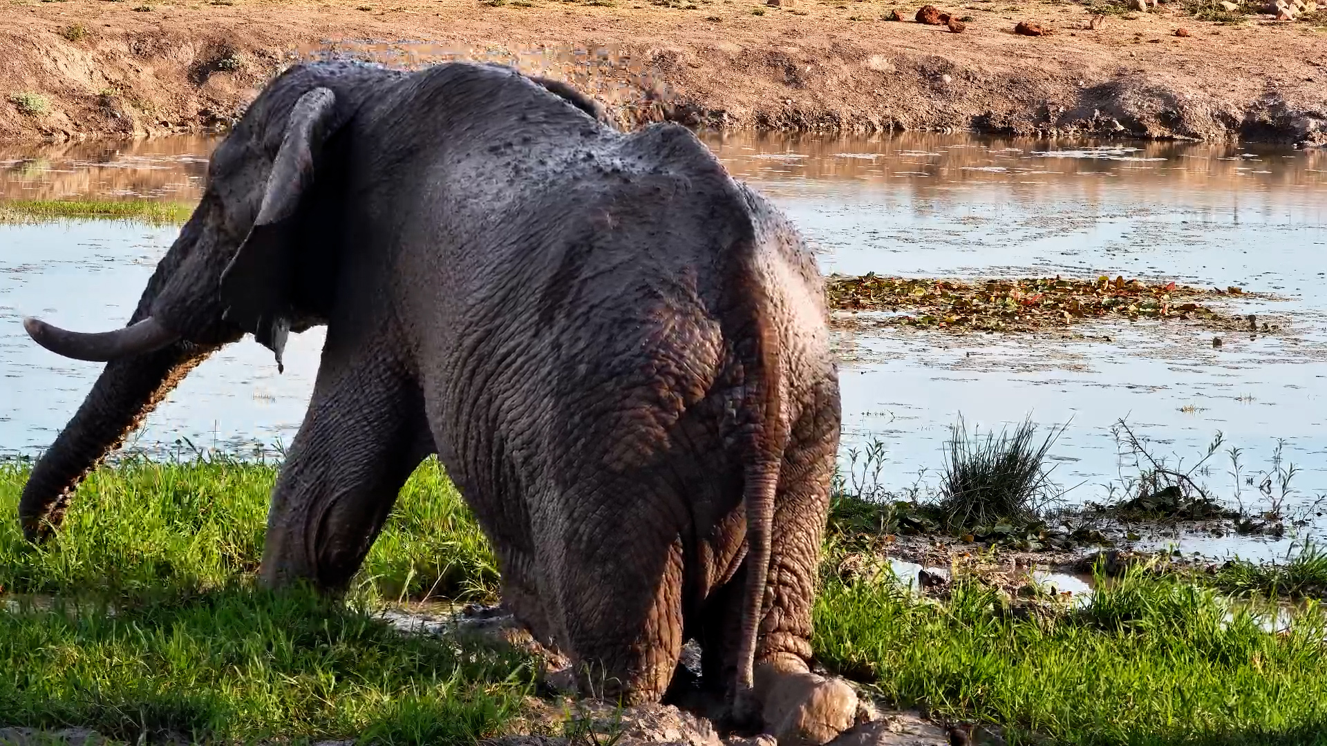 Elephant Bull Munches Grass on Its Knees