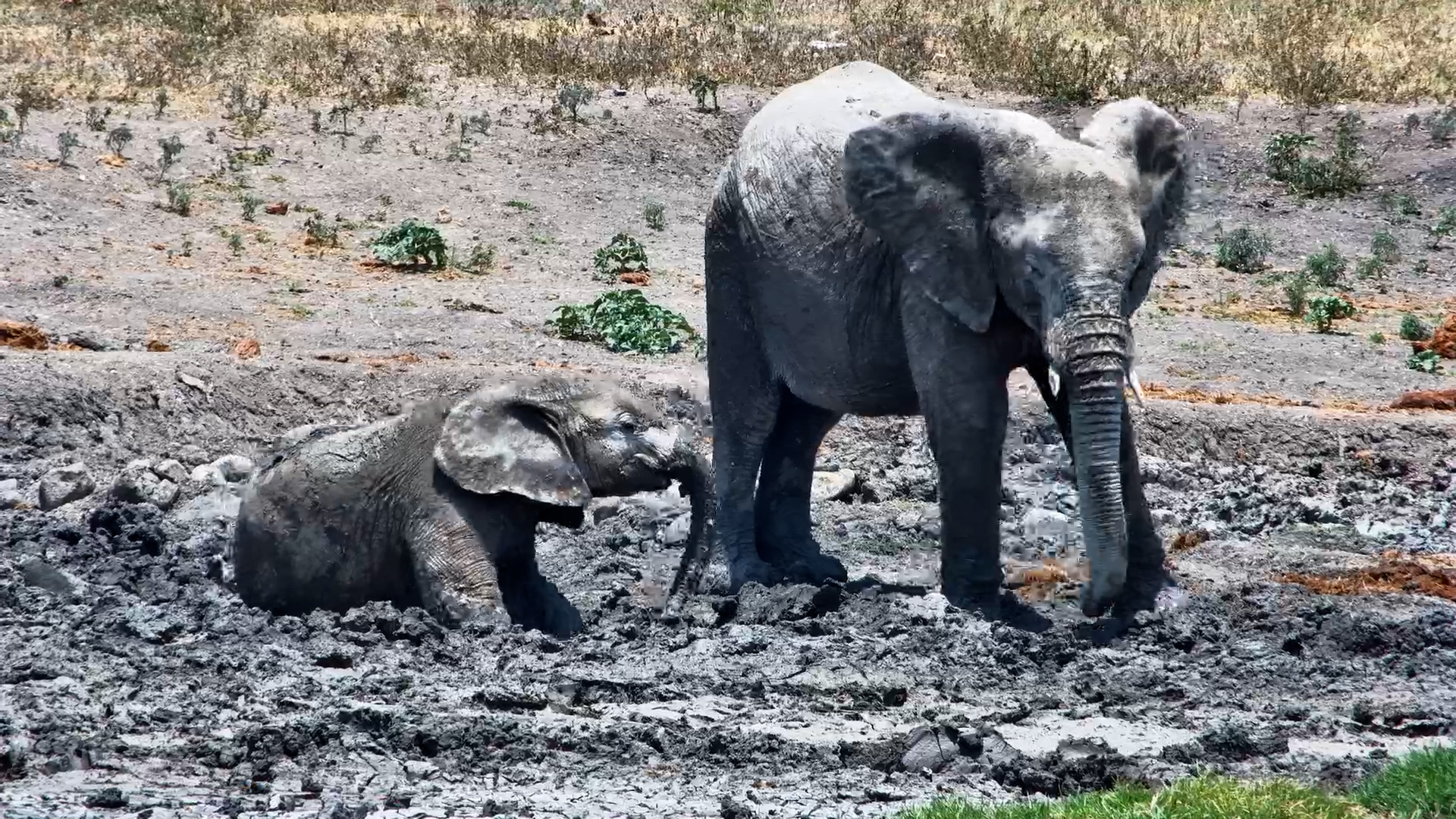 Elephants + Massive Wildebeest Herd