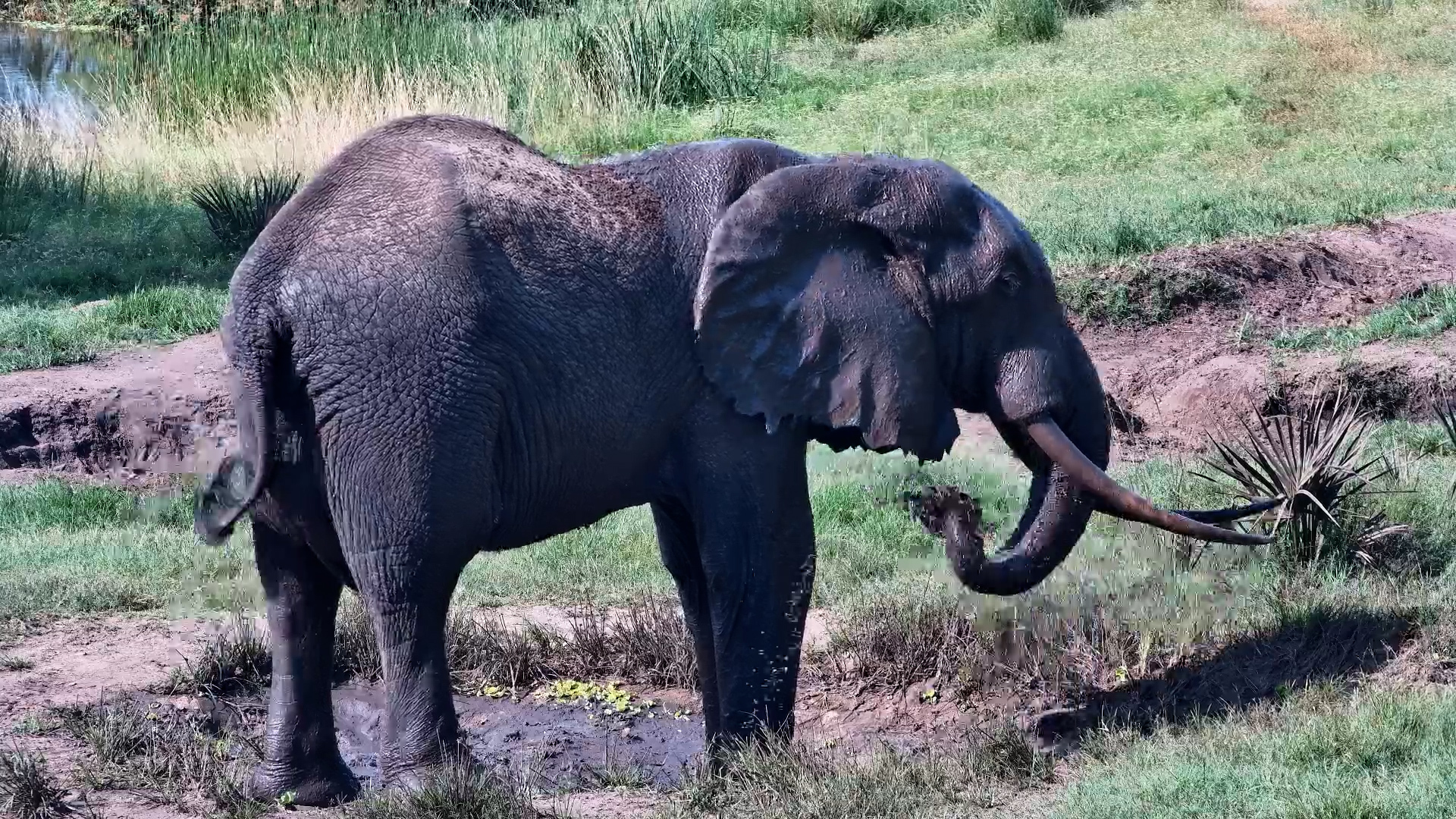 Elephants Cool Down at Tembe