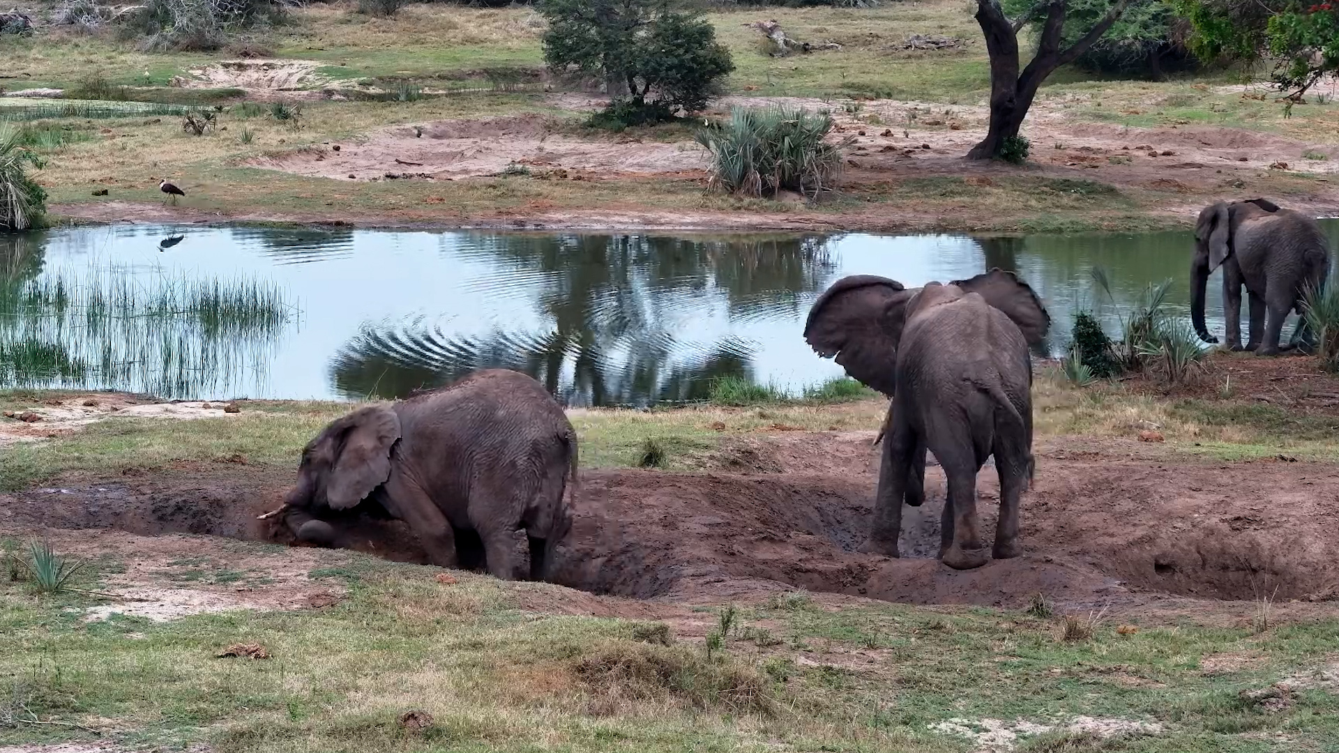 Elephants Playing in Mud Puddles