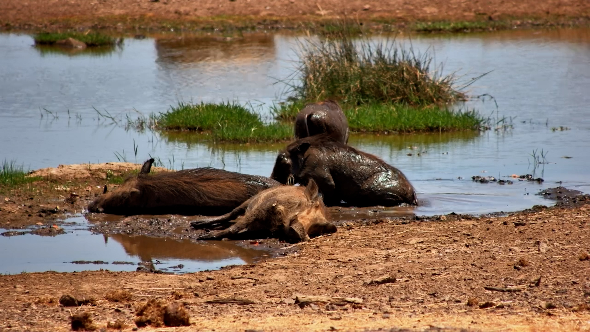 Warthog Family Relaxes in the Water on a Hot Day