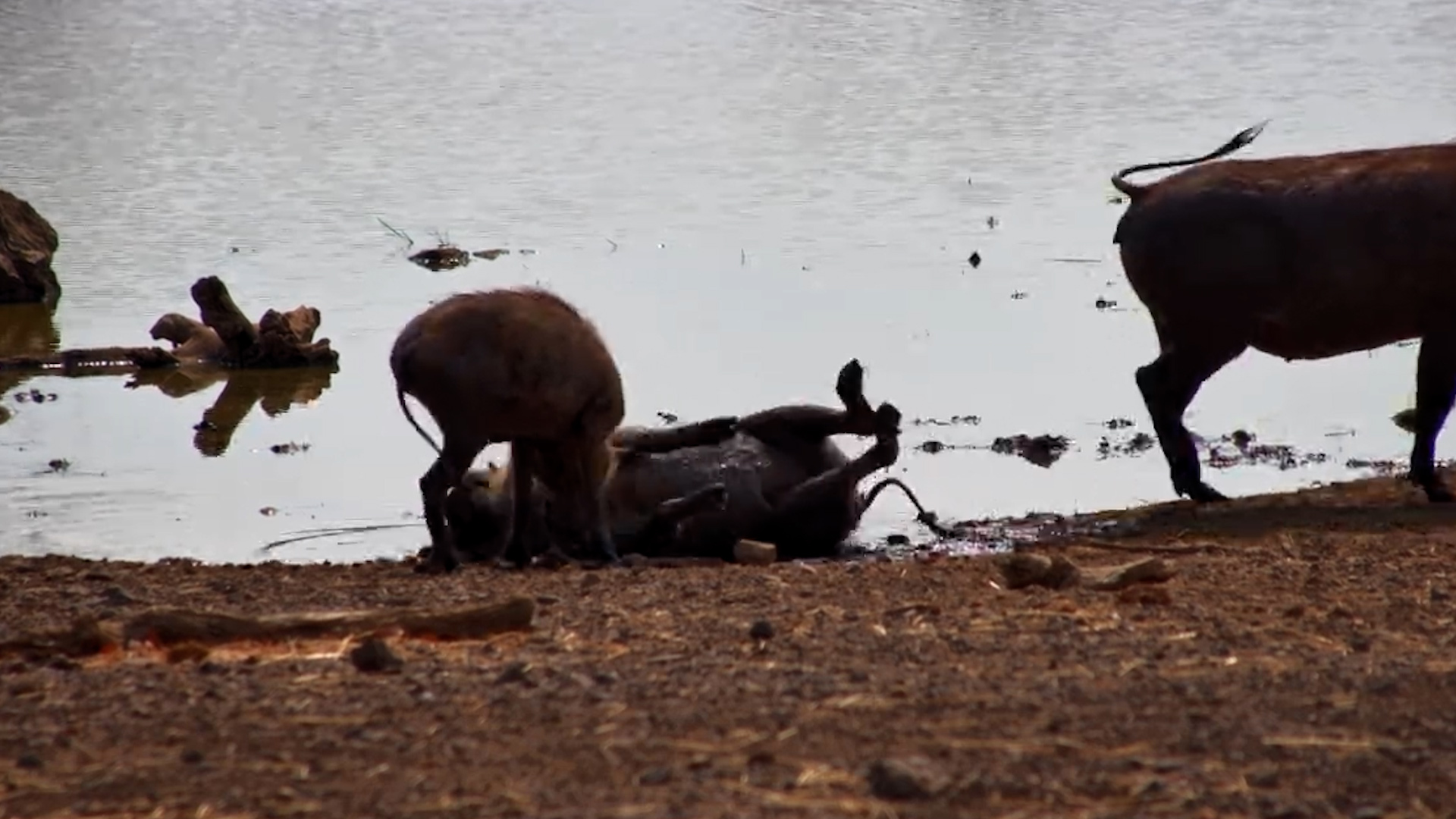 Messy and Adorable: Warthogs at Play