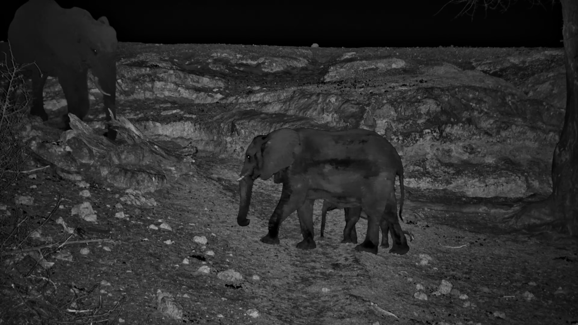 Elephant Family Moves Through the Dark at Meno a Kwena