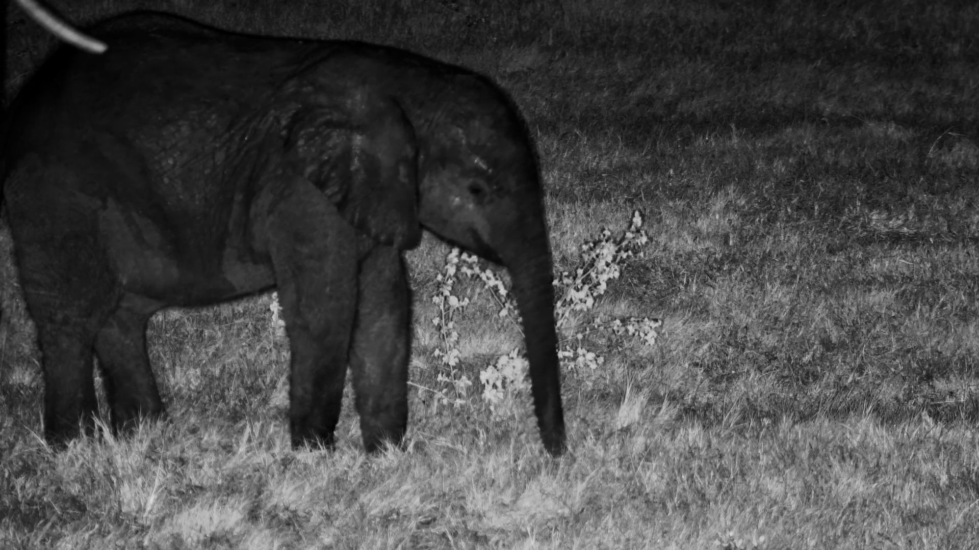 This Little Elephant Is Fighting Sleep… Barely