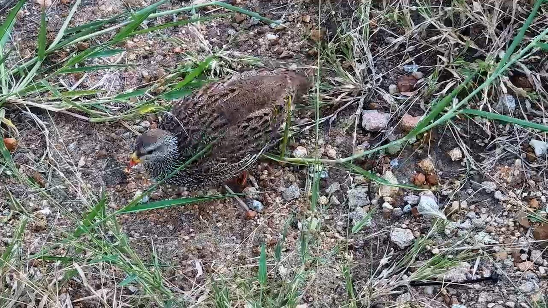 Spurfowl Explores the Waterhole