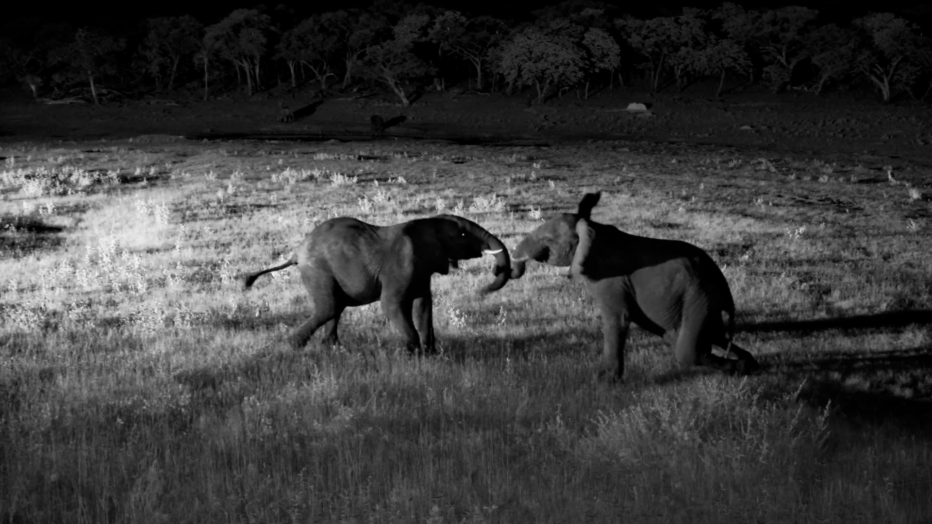 Young Elephant Bulls at Hwange Playfully Spar