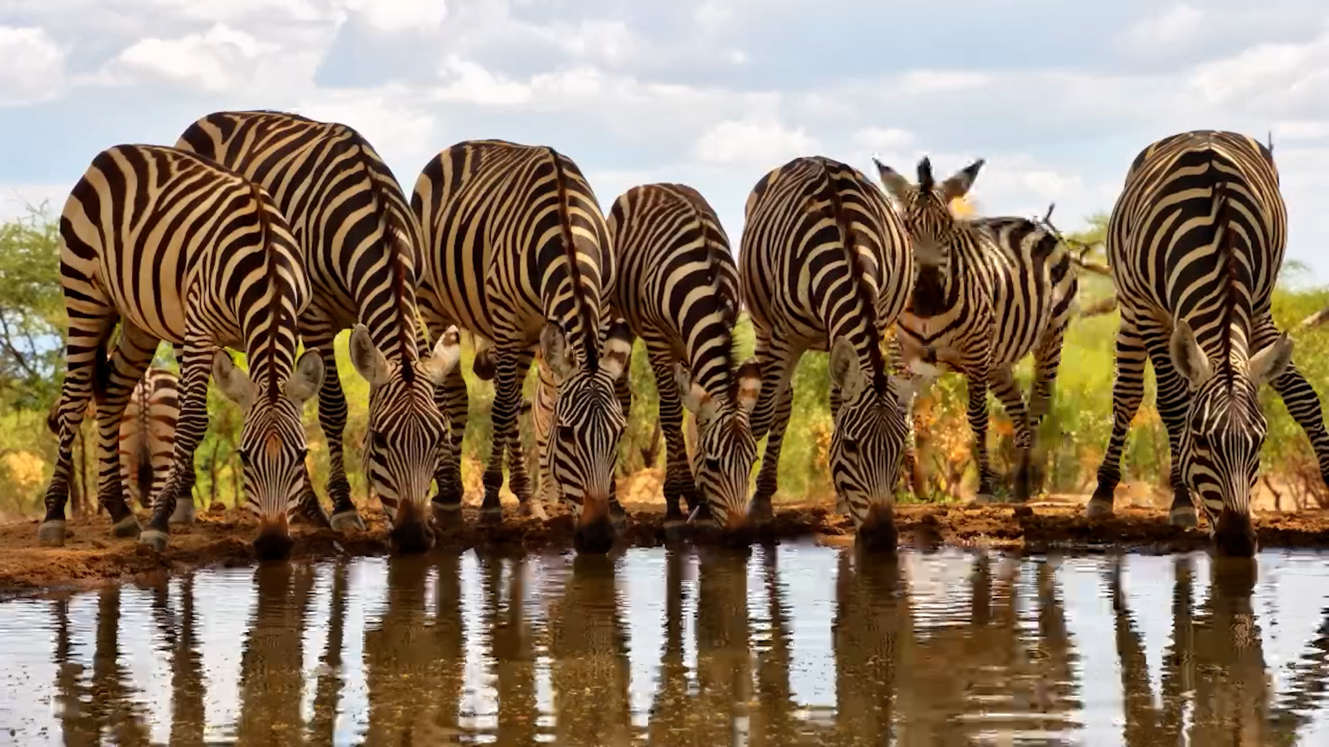 Zebras Scatter After a Sudden Scare at Lentorre!