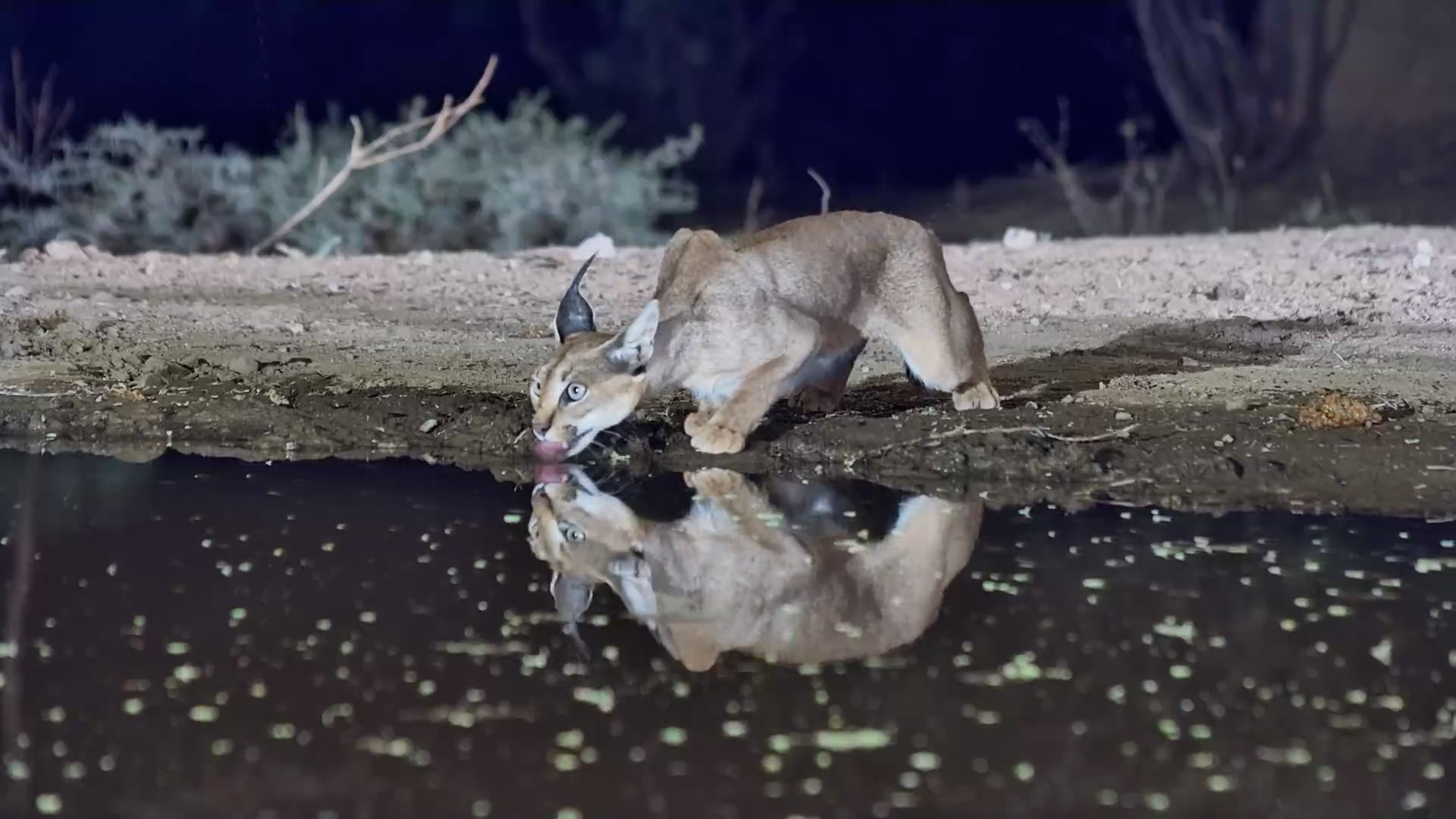 Wild Tension | Caracal Drinks Carefully