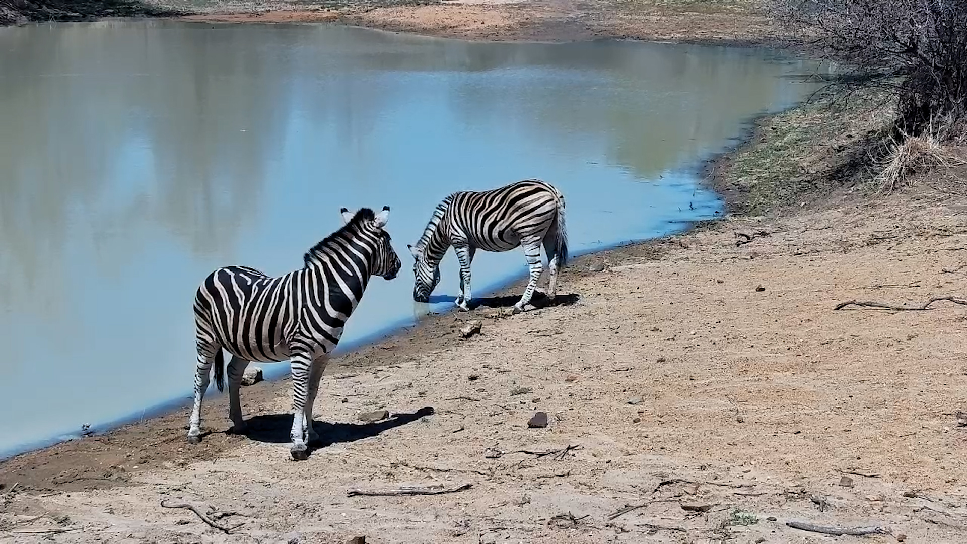 Pair of Zebras Drink at the Waterhole
