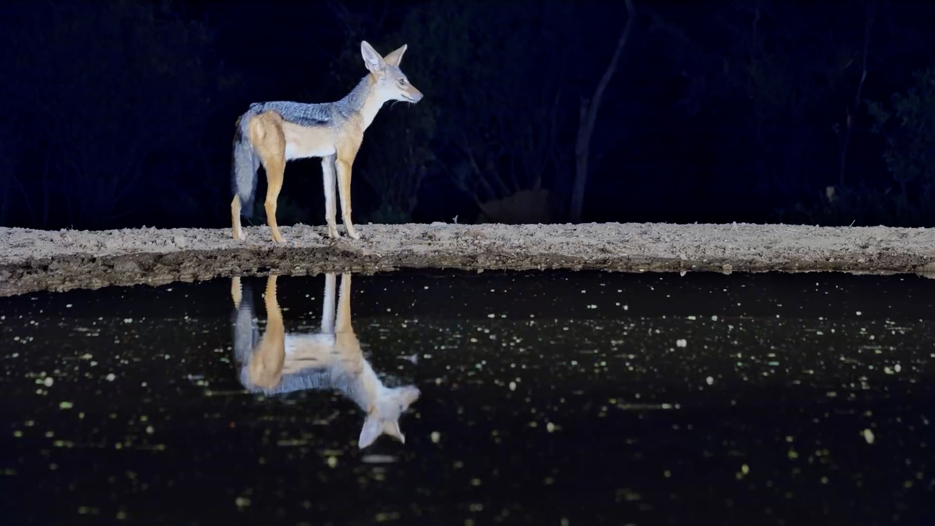 Thirsty but Wary: Nervous Jackal at Lentorre Waterhole