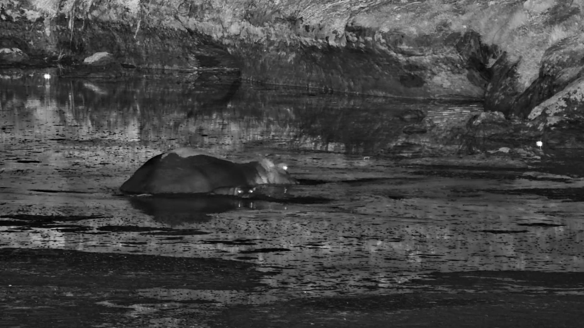 Tiny Newborn Hippo Sticks Close to Mum