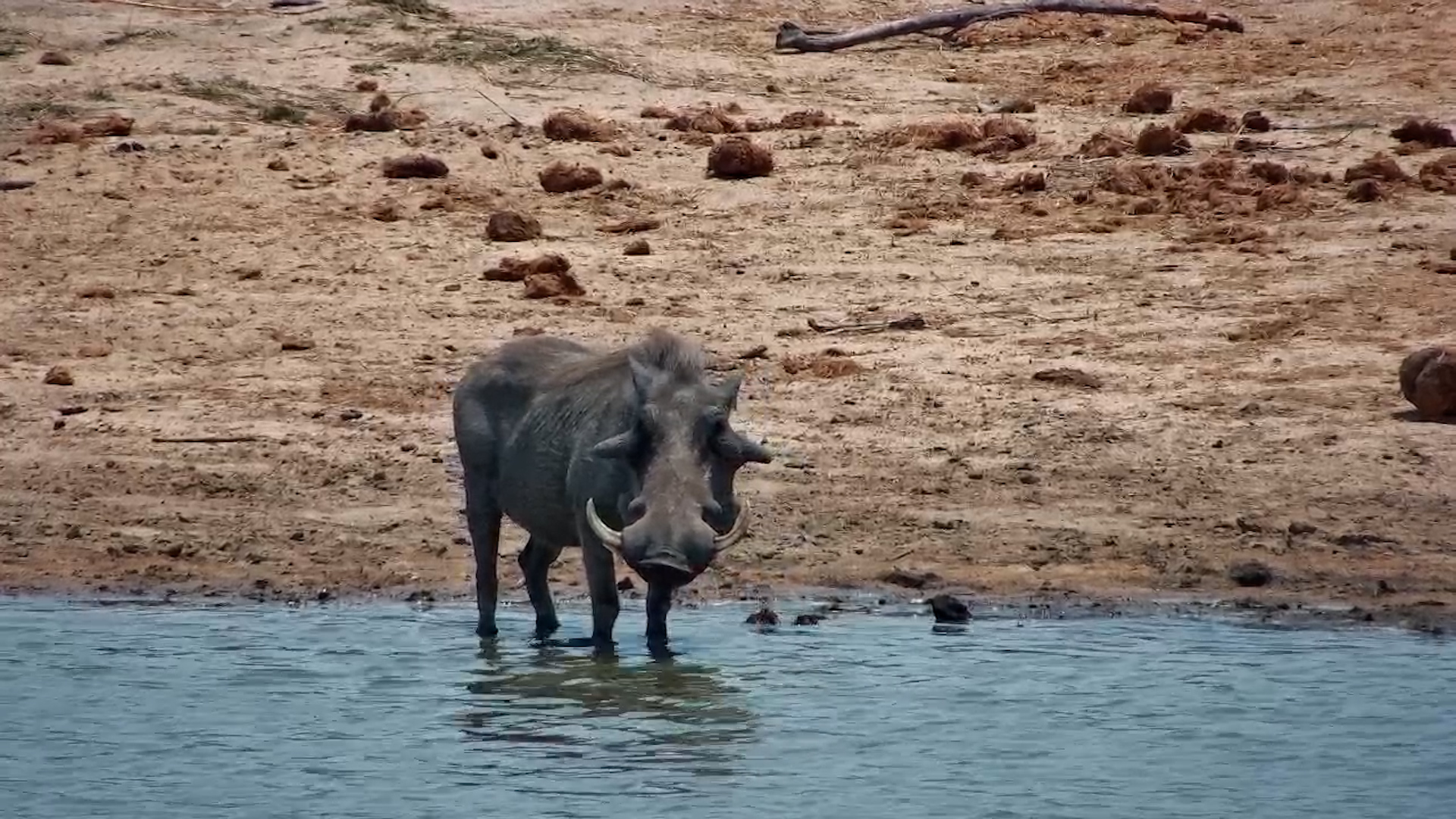 Wise Old Warthog with Impressive Tusks