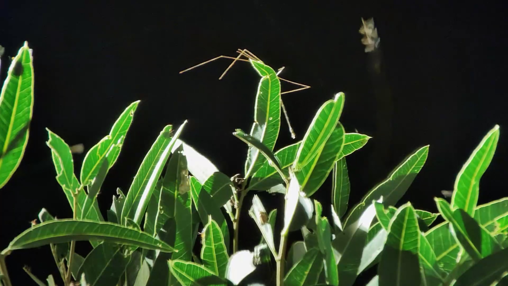 Micro World in Motion