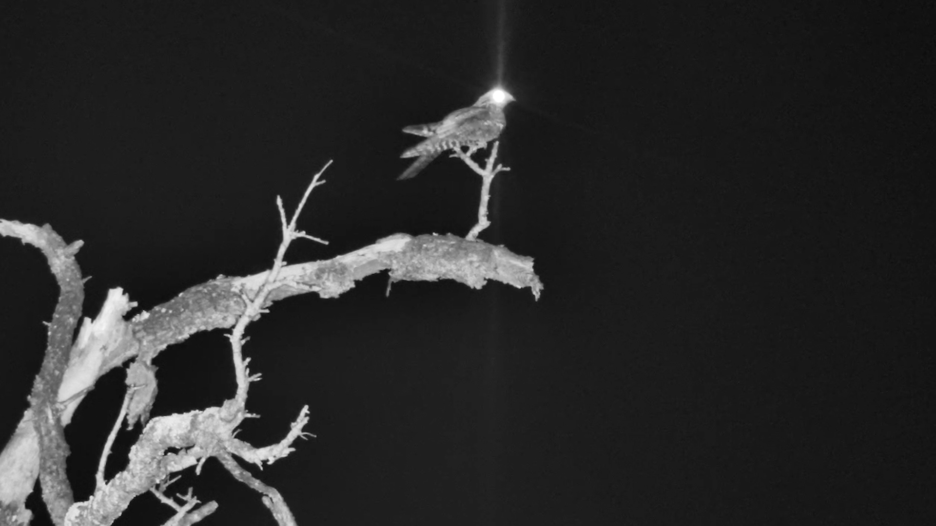 A Nightjar on the Hunt