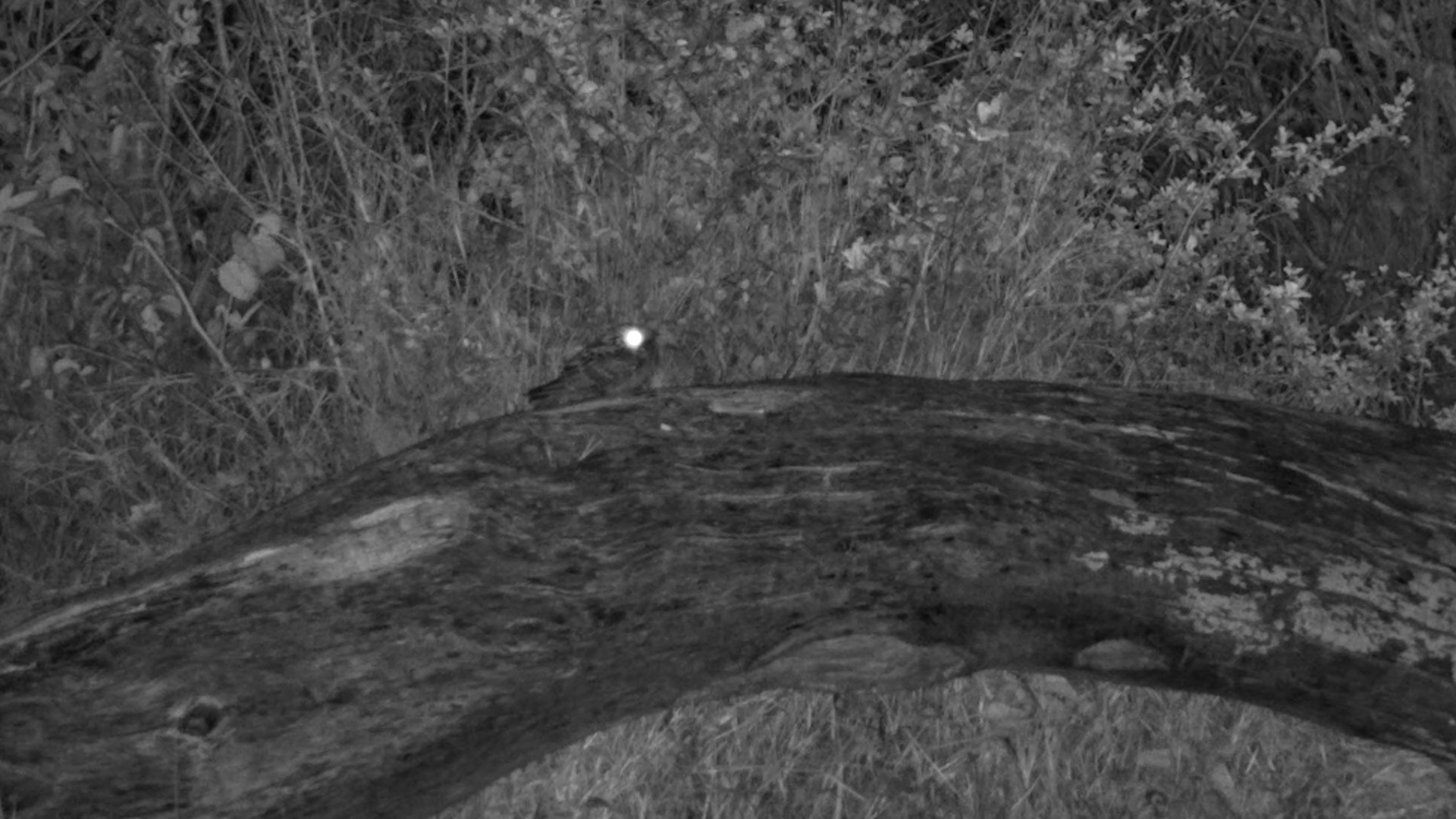 A Nightjar on the Hunt