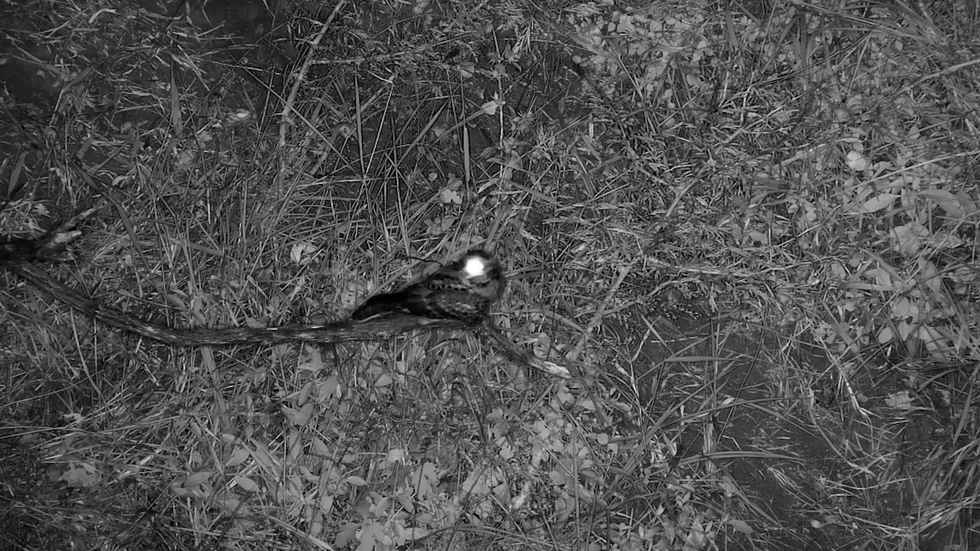 A Nightjars Evening Activities