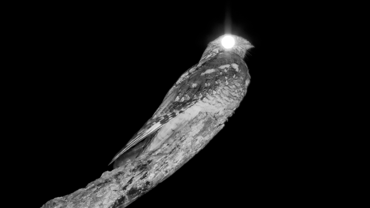 Nightjar Resting on a Branch