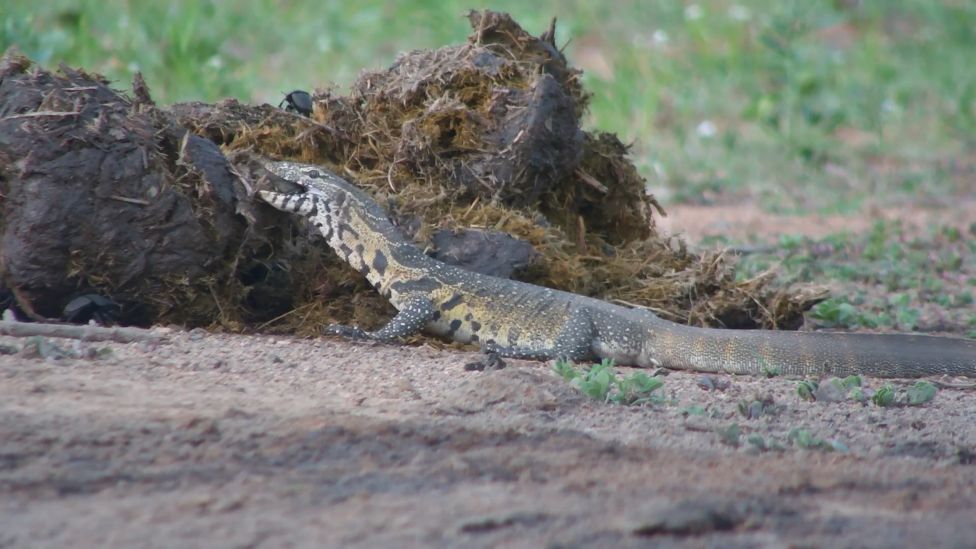 Nile Monitor Devours Dung Beetles
