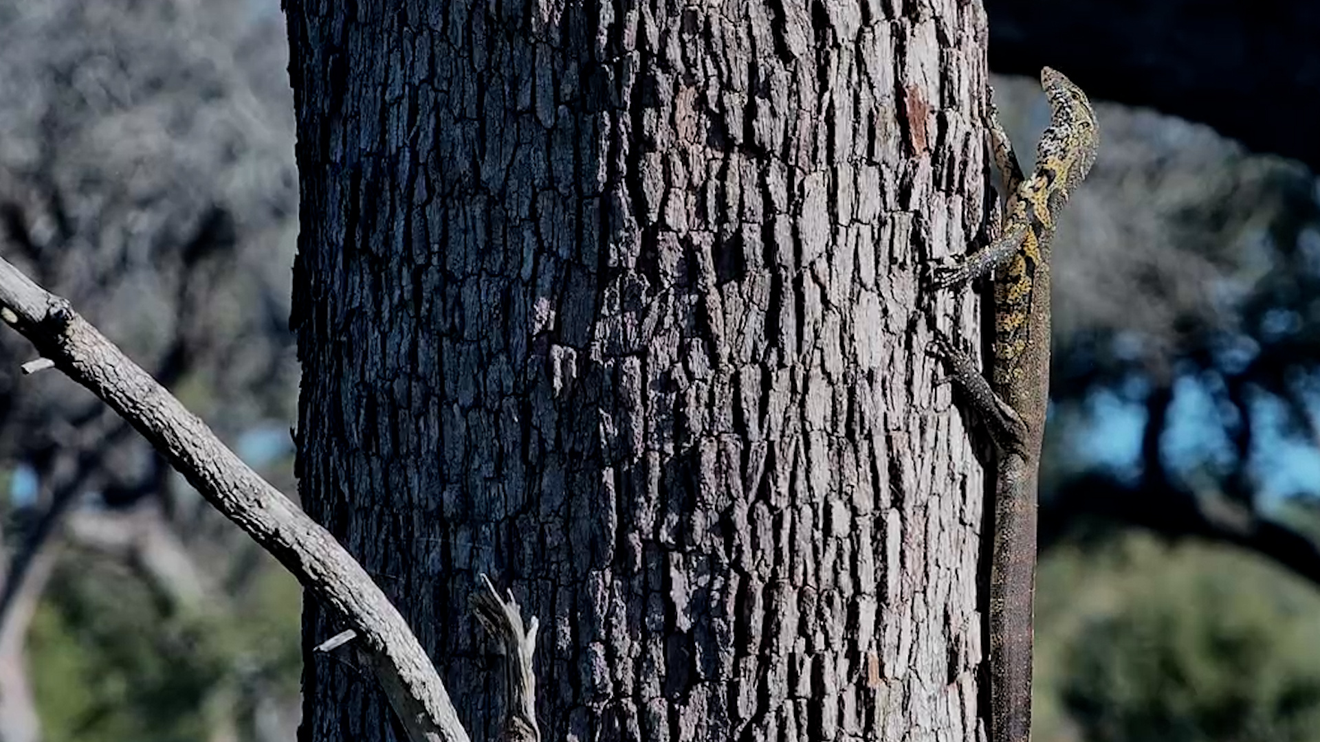 Monitor Lizard Had a Great View