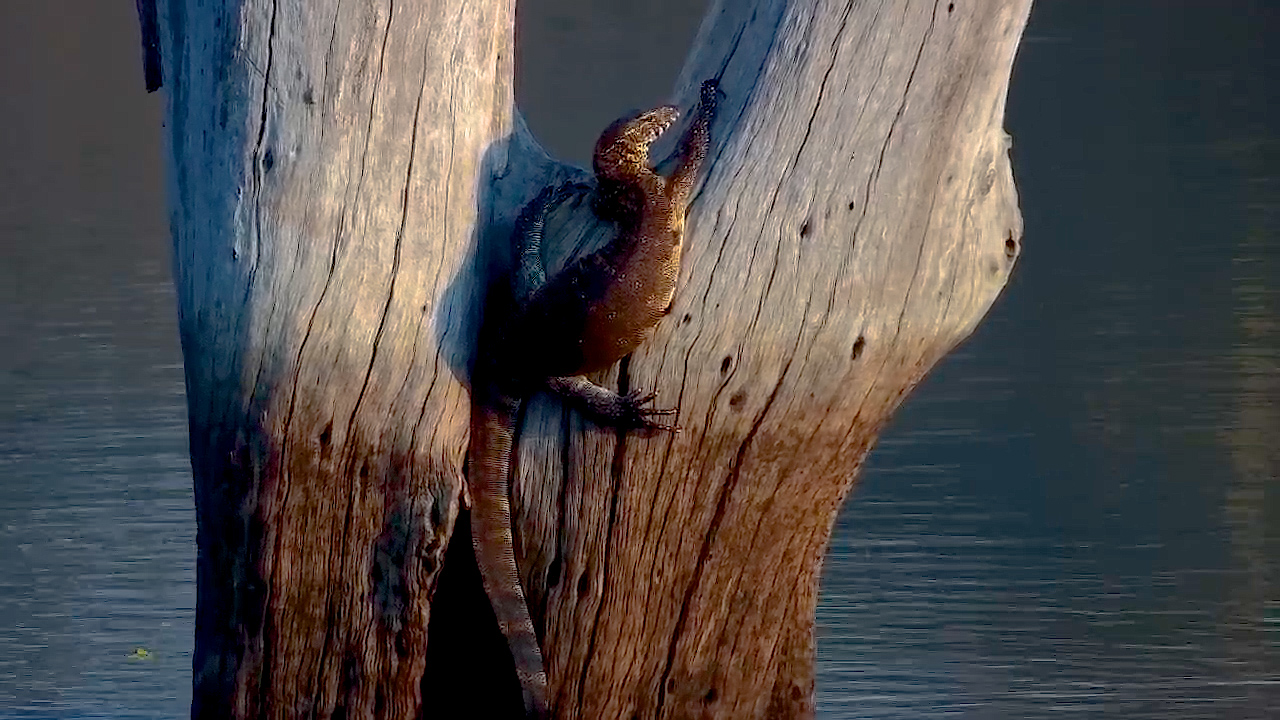 This Lizard Has the Best View
