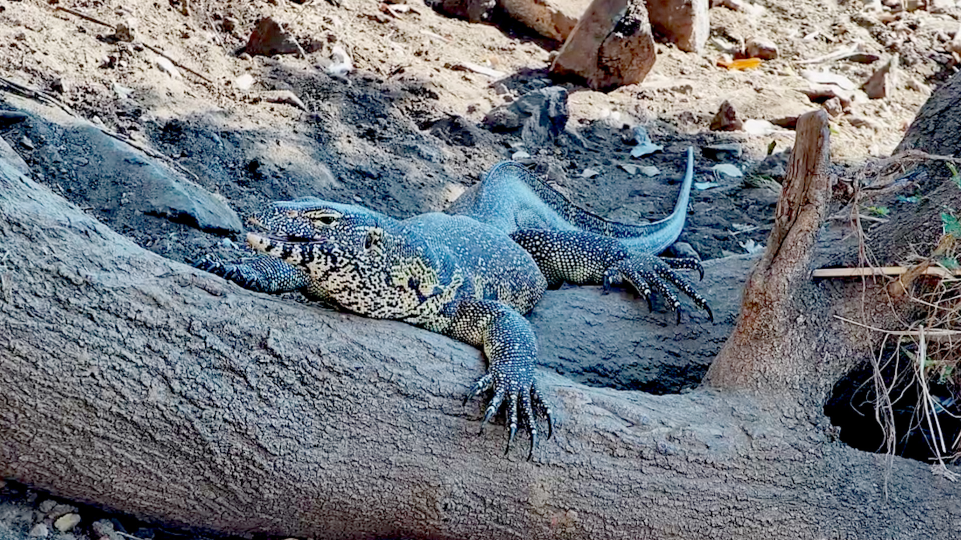 A Peaceful Moment With a Nile Monitor