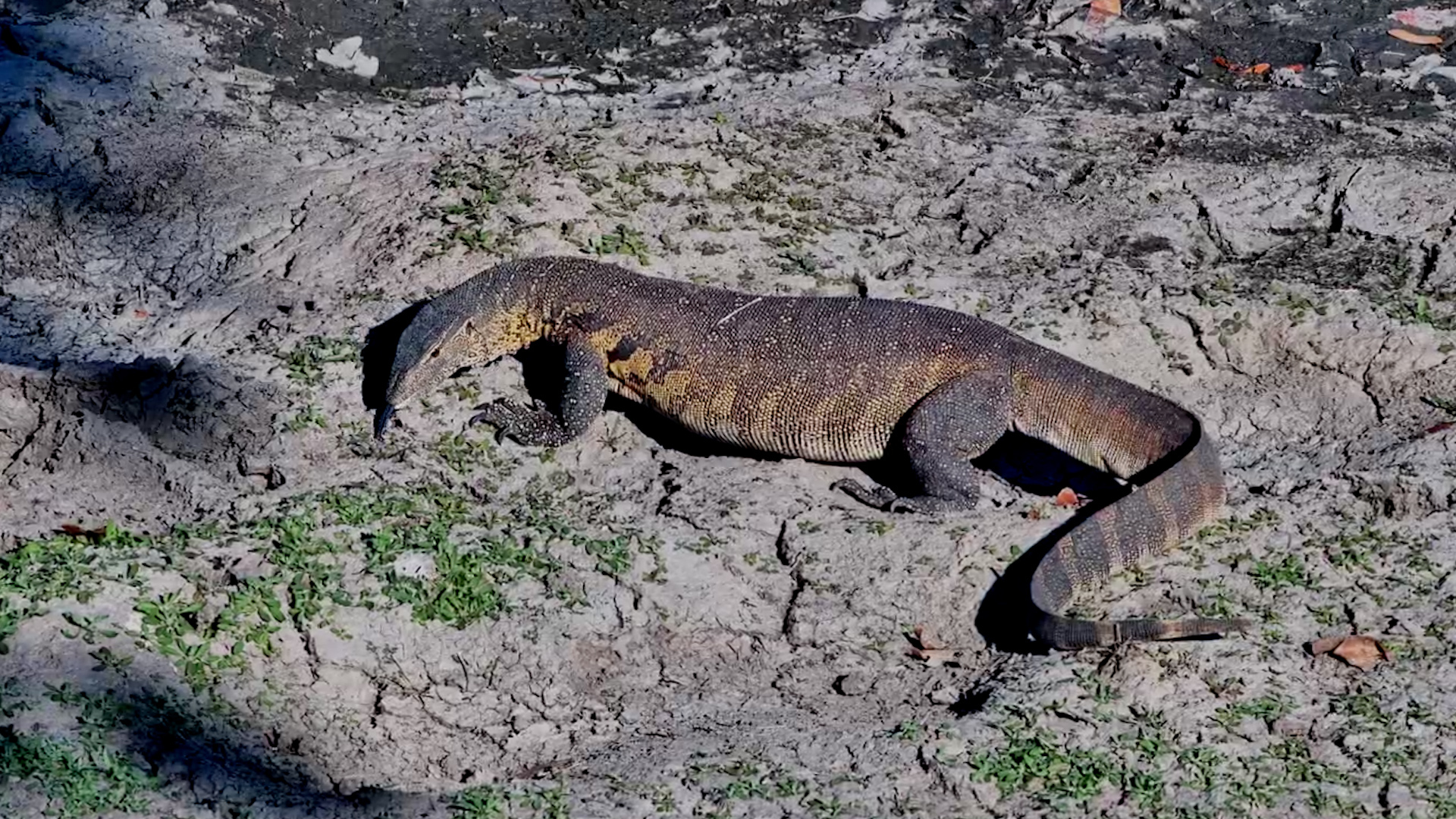 This Nile Monitor Is on a Mission