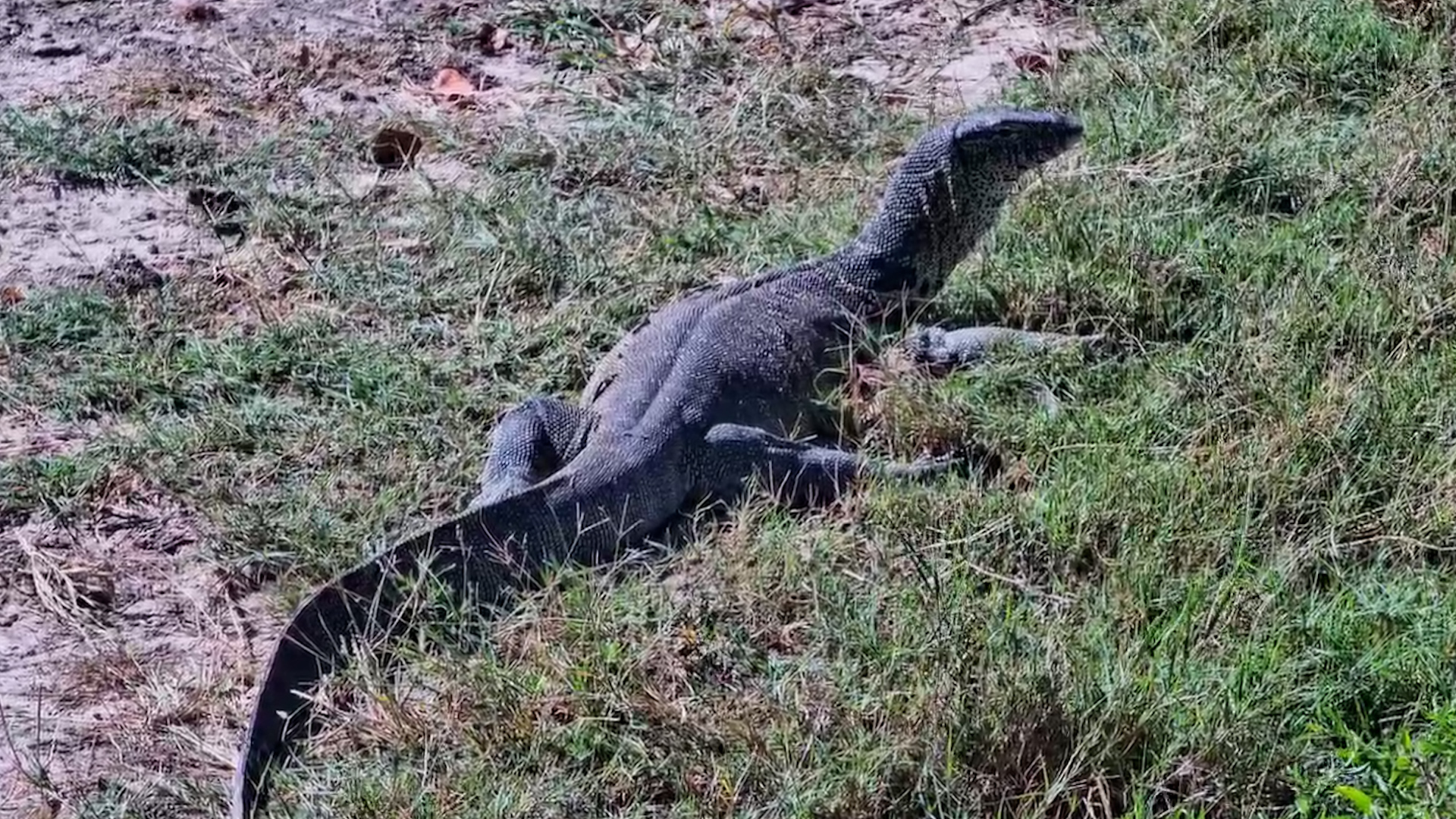 Nile Monitor Basking