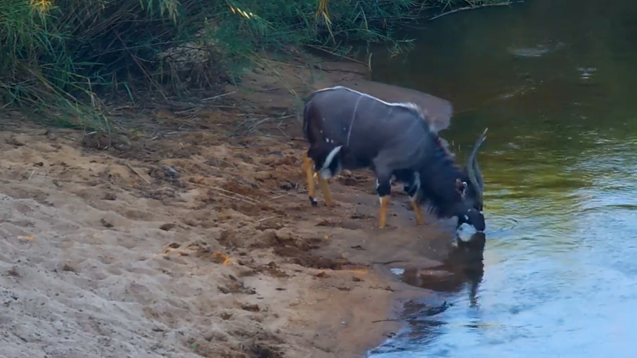 A Quiet Moment With a Nyala Bull